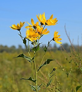 野生向日葵對著天空,野花,花