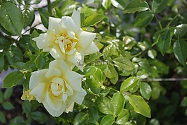 玫瑰,花,黃色