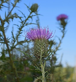 共同薊對著天空,野花,花