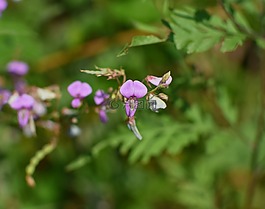 野生甜豌豆,野花,花