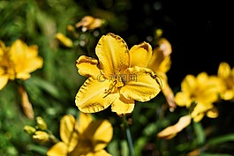 花,自然,植物區(qū)系
