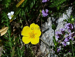阿尔卑斯山布朗,花,开花