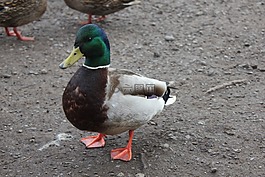 鴨,鳧,鳥
