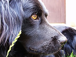 狗,宏,動物