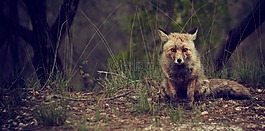?？怂?野生動物,動物