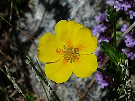 阿尔卑斯山布朗,花,开花