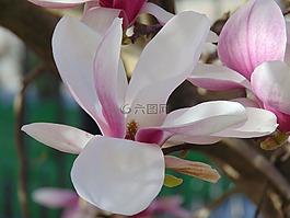 玉蘭花,花卉,郁金香樹