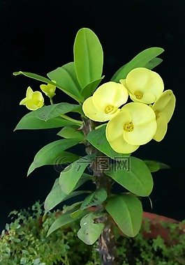 花,黃色,植物