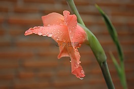花,植物,水珠