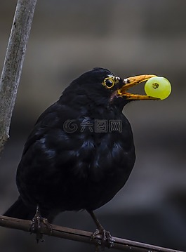 鳥,黑,野生動(dòng)物