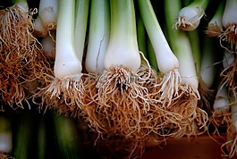 洋蔥,韭菜,蔬菜