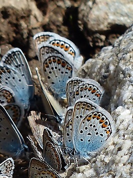 蝴蝶,restharrow的藍,polyommatus 伊卡洛斯