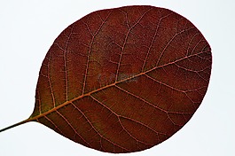 葉子,廠,性質(zhì)