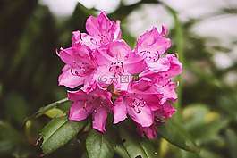 杜鵑,廠,開花