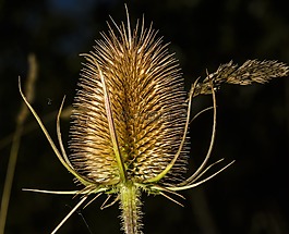 teasel,花,植物