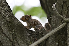 樹,野生動物,木材