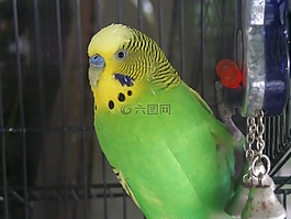 鳥,便宜,虎皮鸚鵡