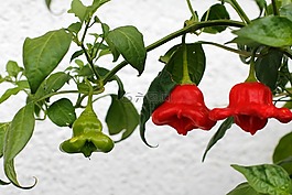 辣椒粉,紅色,綠色