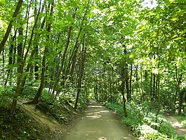 奧登,森林路徑,線索