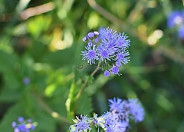 蓝色薄雾,野花,花