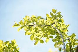 自然,綠色,葉子