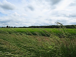 原野,作物,農業(yè)