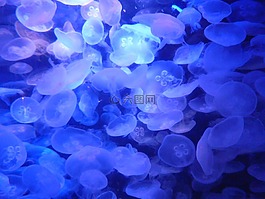 海蜇,水族館,水下