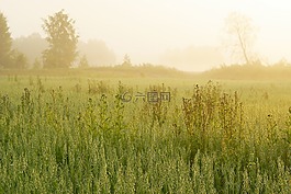 日出,夏季,景觀