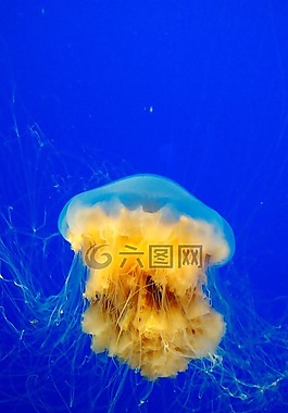 海蜇,海洋,水下
