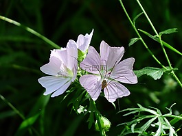 麝香錦葵,花,開花