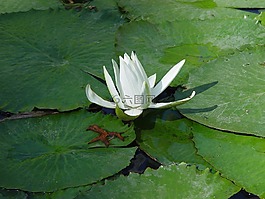 美麗的花,明亮,景觀裝飾
