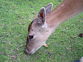 獐鹿,休耕鹿,頭