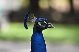 孔雀,鳥,動(dòng)物園