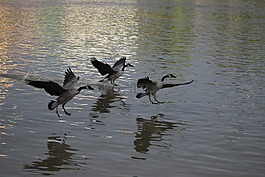 鵝,池,飛行
