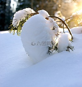 松,冬季,雪