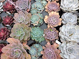 多肉植物,echeveria,植物