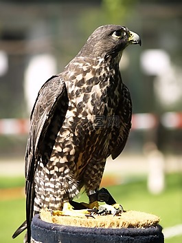 鷹,猛禽,鷙鳥