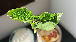 葉子,豆,葉