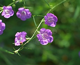 爬eryngo,野花,花