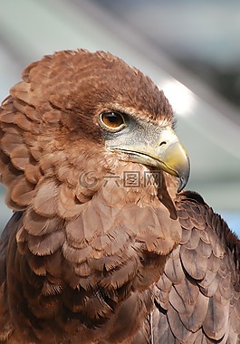 鷹,猛禽,鳥