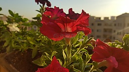 花,太陽,自然