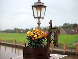 花,德卡,greetsiel