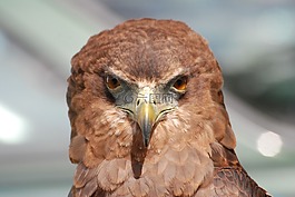 鷹,猛禽,鳥(niǎo)
