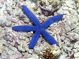海星,海洋,地板
