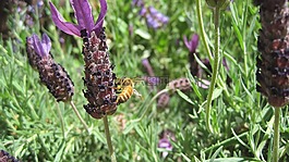 薰衣草,蜜蜂,花