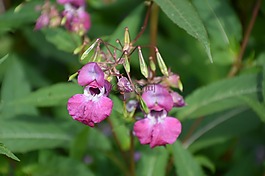 野生花卉,盛开,夏季