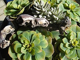龙舌兰,植物,根