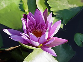 蓮花,玫瑰,夏季