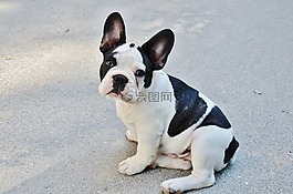 法國斗牛犬,狗,小狗
