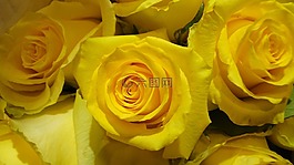 玫瑰,黃色,花海
